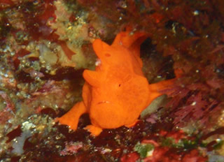 伊豆の海の人気者、カエルアンコウ