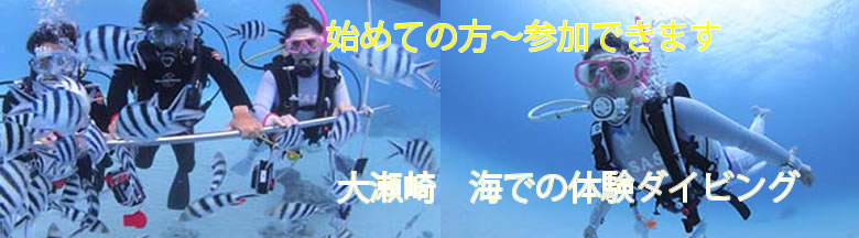 伊豆 大瀬崎で体験ダイビング